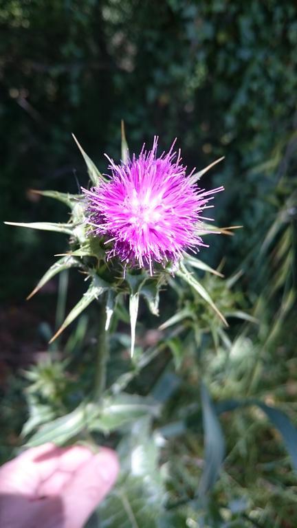 柏芝Borgo Buciardella别墅 外观 照片