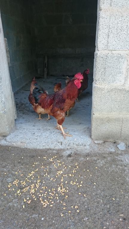 柏芝Borgo Buciardella别墅 外观 照片