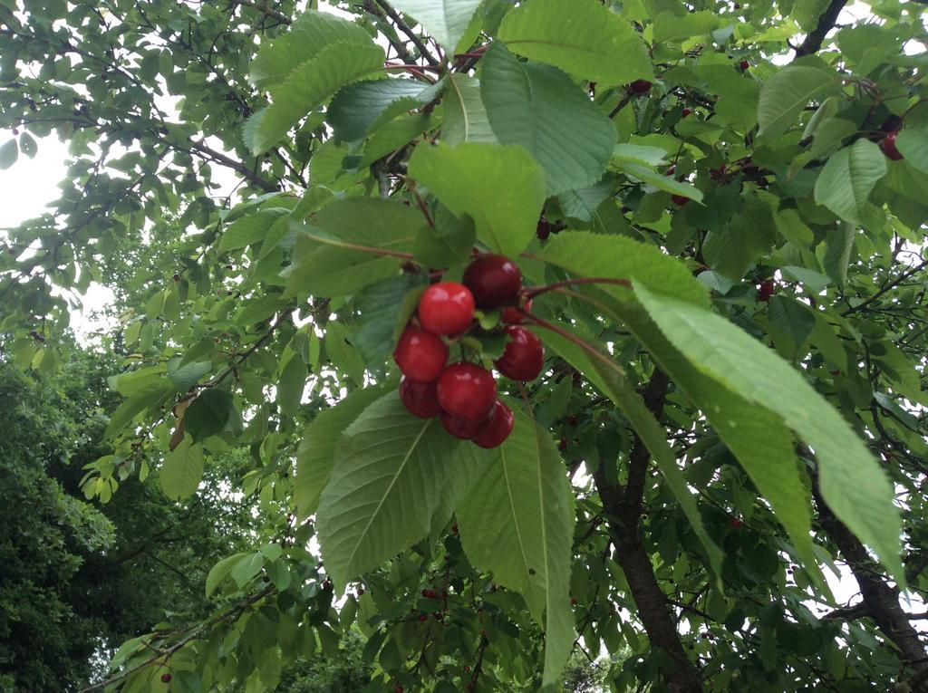 柏芝Borgo Buciardella别墅 外观 照片